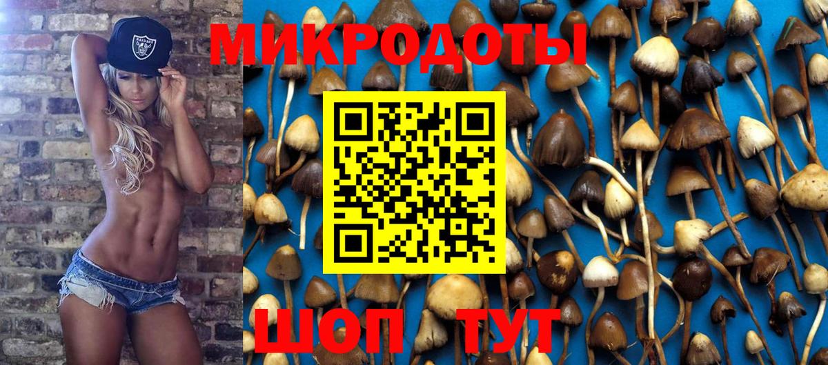 Псилоцибиновые грибы Psilocybine cubensis Узловая